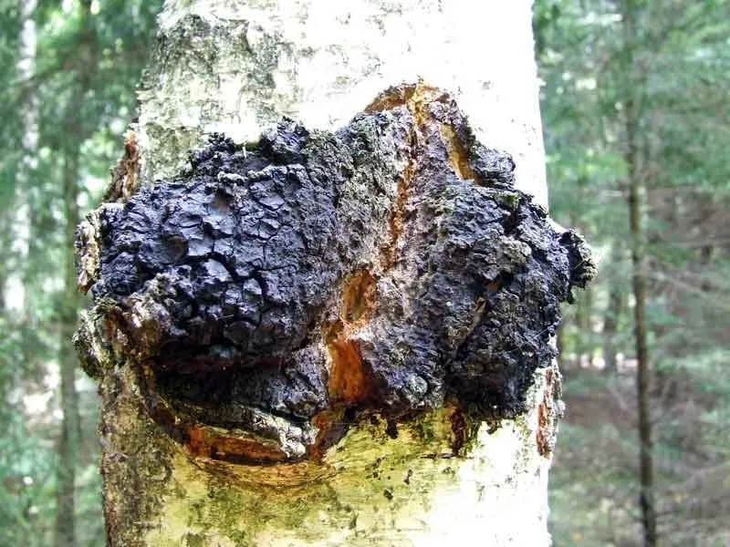Pakuri puussa kiinni